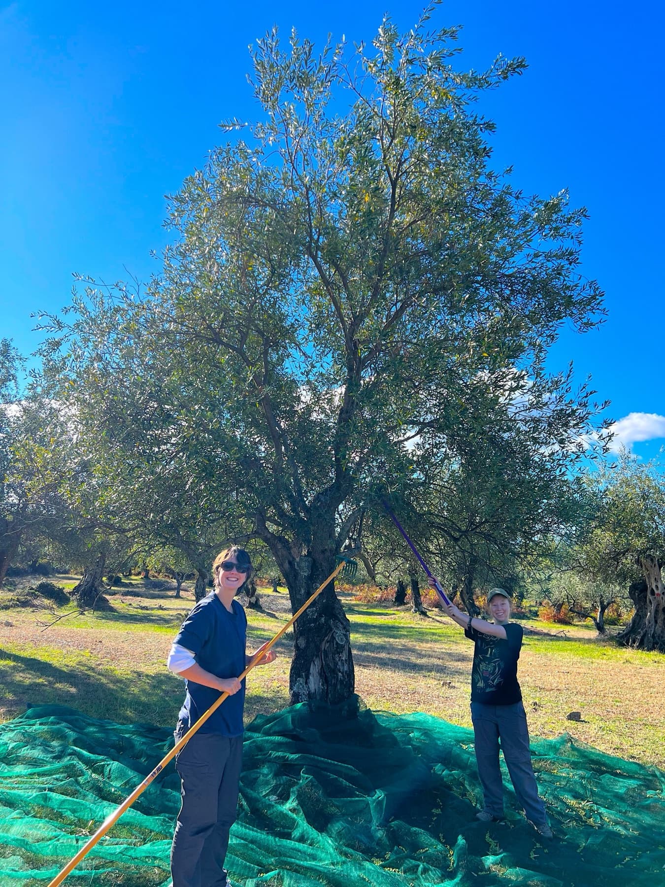 Olive harvest in Vuno Albania