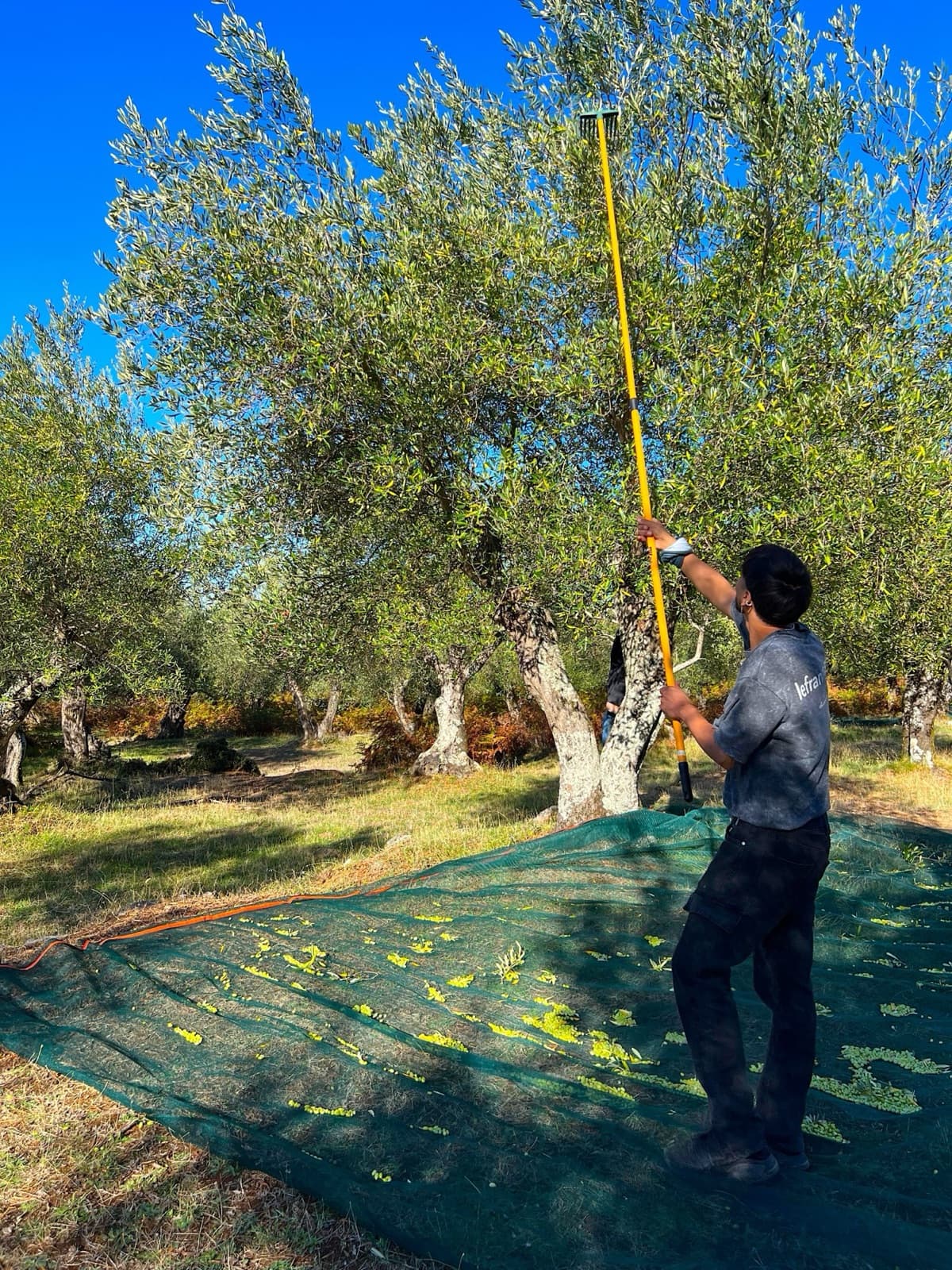 Hand harvesting olives in Vuno Albania