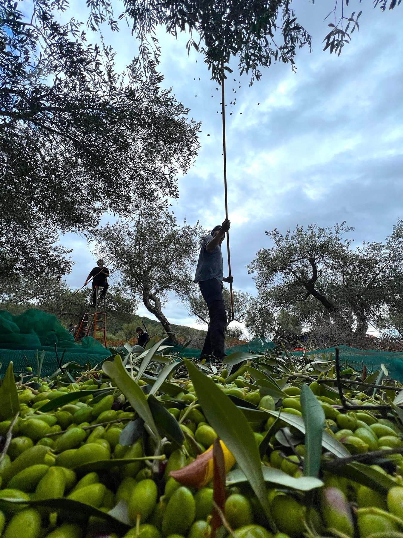 Olive tree owner harvest in Albania